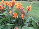 cannas 006.JPG